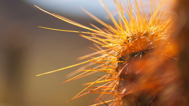 Sakana's Fugu Just Killed Vendor Lock-In - Here's Your Move