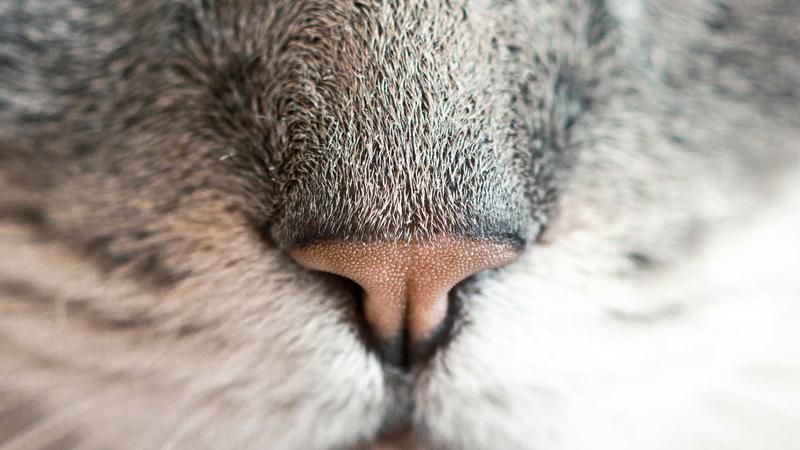How to Lock In $500/Week With AI Content Automation (Free Tools)
